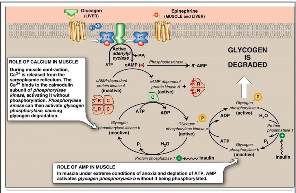Also, protein kinase A phosphorylates glycogen synthase a (active form) to become inactive in the form of glycogen synthase b (inactive form).