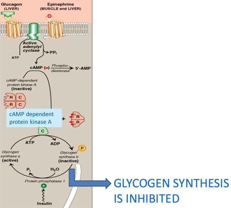 Note: there is an enzyme called protein phosphatase 1(PP1) which functions to make glycogen phosphorylase kinase a andglycogen phosphorylase ain their inactive forms by dephosphorylation.