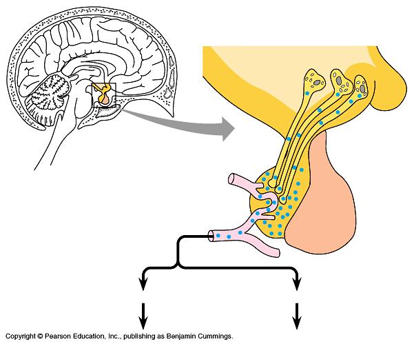 NERVOUS & ENDOCRINE SYSTEMS LINKED Hypothalamus = master nerve control center nervous system receives information from nerves around body about internal conditions releasing hormones: regulates