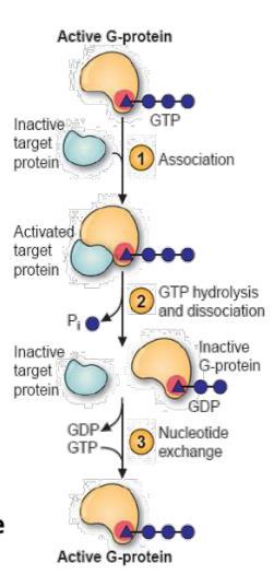 G protein is specific type of protein involved in transmitting signals. There are two types of G proteins: 1. `*Small monomeric G proteins/contain one monomer. 2. *Large heterotrimeric G proteins.