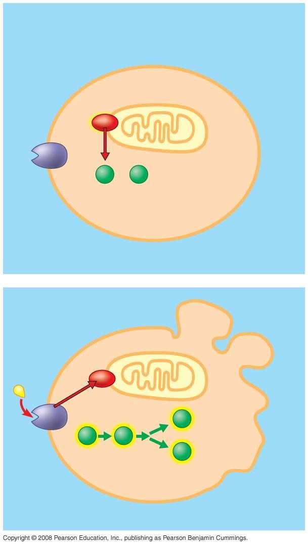 Fig. 11-20 Ced-9 protein (active) inhibits Ced-4 activity Mitochondrion Receptor for deathsignaling molecule Ced-4 Ced-3 Inactive proteins (a) No death