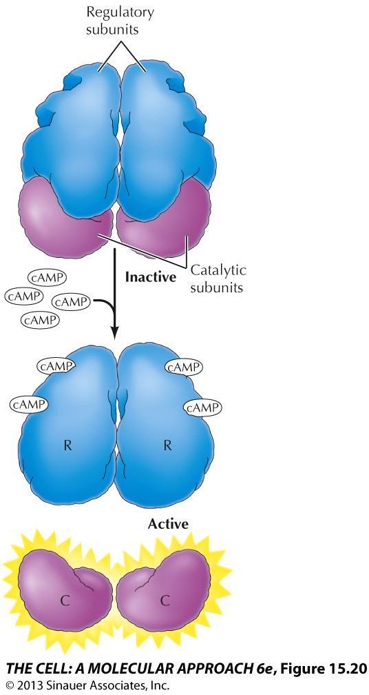 camp effects are mediated by camp-dependent protein kinase, or protein kinase A.