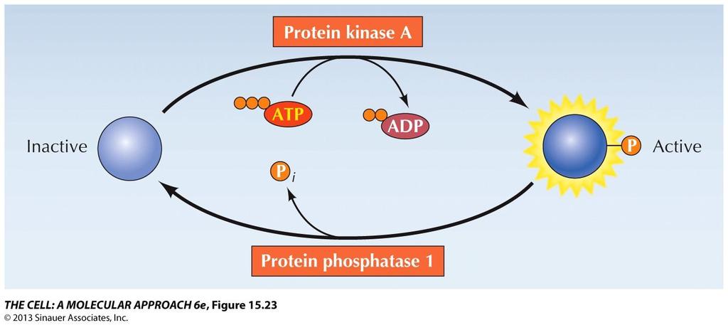 Protein phosphorylation is rapidly reversed by protein phosphatases,