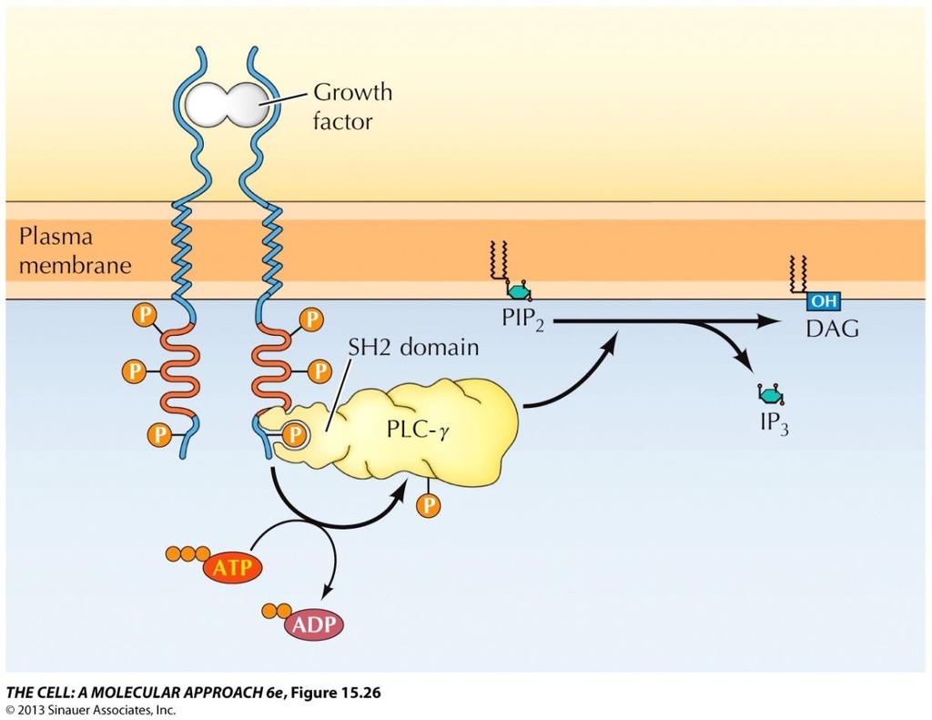 PLC-γ has SH2 domains that associate with receptor protein tyrosine kinases and