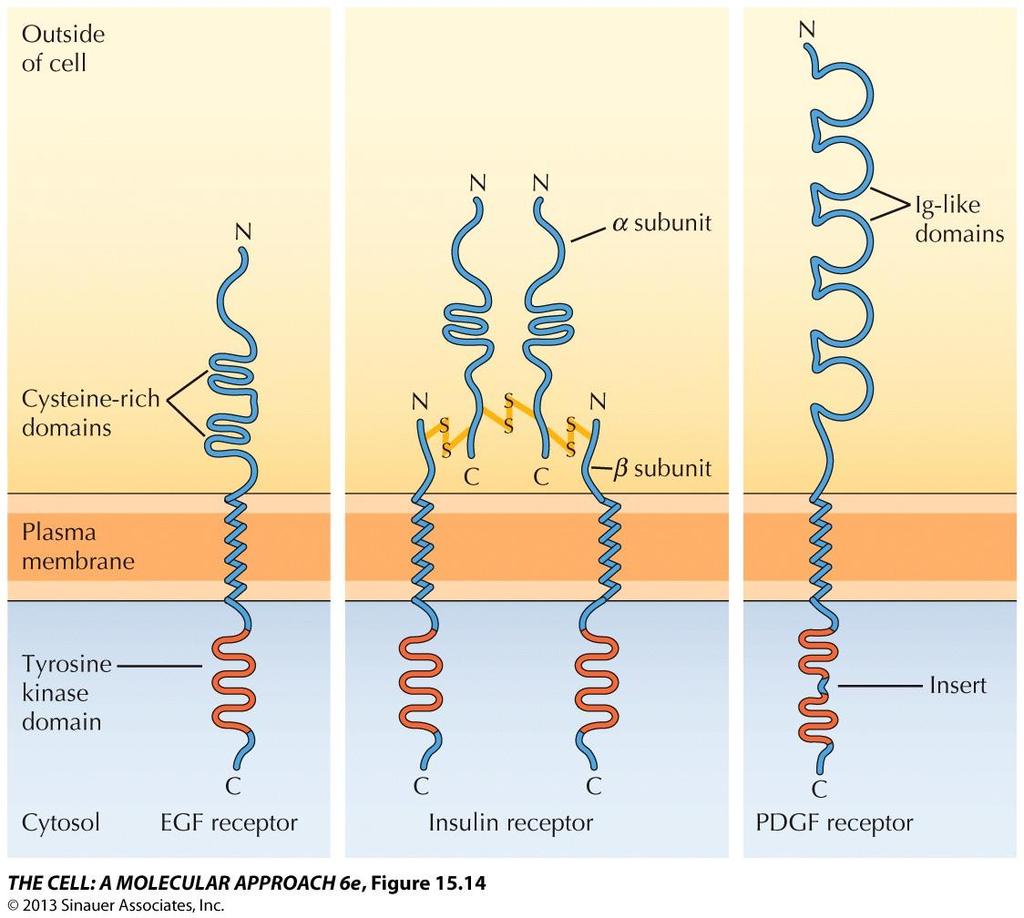 Functions of Cell Surface Receptors All have an N-terminal extracellular ligandbinding domain, a