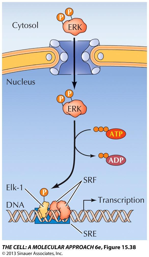 Active Ras binds with Raf protein-serine/threonine kinase.