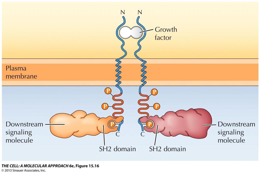 Functions of Cell Surface Receptors The downstream signaling molecules have
