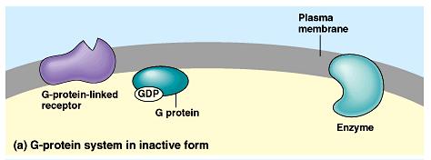 G Protein linked Receptor No