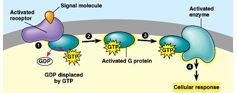 1) Signal molecule binds to receptor protein changes shape and binds to G protein.