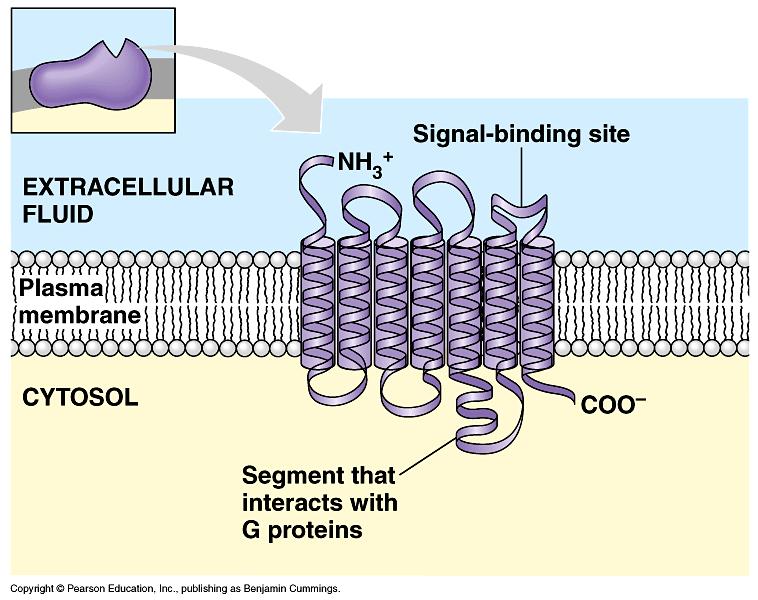 G-Protein Linked Receptors Plasma membrane receptor