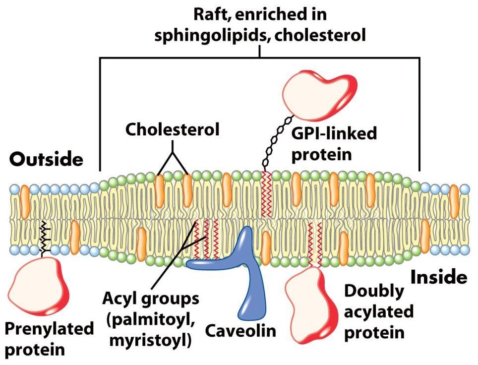 Lipid Rafts and Signal Transduction microdomains on surface of plasma membrane segregate proteins based on attached lipid acylated proteins in raft prenylated proteins not caveolin