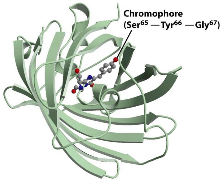 Fluorescent Proteins Structure of green fluorescent protein (GFP) from jellyfish Chromophore is autocatalytically formed by