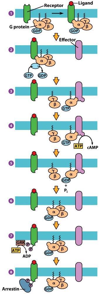 Mechanism of receptormediated