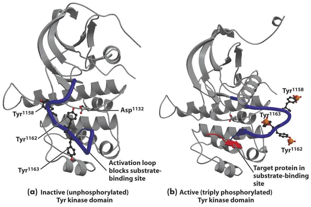 Activation of Protein Tyrosine Kinases