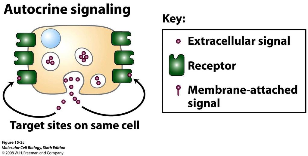 In autocrine signaling, the cell has receptors on its surface