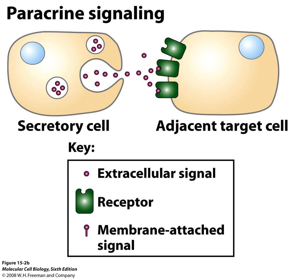During paracrine signaling, messenger molecules travel short distances through