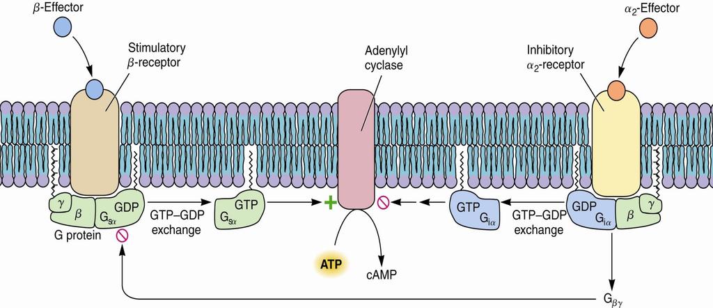 Two Stages of Amplification Adenylyl cyclase activity is modulated by the interplay of stimulatory and inhibitory G proteins.