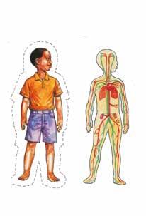 Card 5: The human body and the blood circulation Questions: - What do you see in the picture? - What are the different parts of the body?