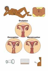 Card 20: Female Reproductive System Questions: - What do see in this picture? - How do women get pregnant? - What are periods and where do they come from?