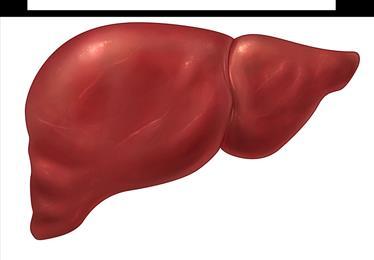 Cirrhosis Compensated cirrhosis Asymptomatic stage Decompensated