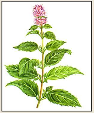 PEPPERMINT MENTHA PIPERITA ACTIVE CONSTITUENT IS MENTHOL BENEFITS