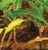 ITROGE HOHORU deficiency in corn deficiency in corn is a major component of chlorophyll, the compound by which plants use sunlight energy during photosynthesis is an essential part of living cells