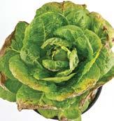 OTAIUM MAGEIUM deficiency in lettuce deficiency in tomato deficiency symptoms is known as the quality nutrient increases plant vigour increases resistance to diseases and low temperatures is