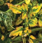 Interveinal chlorosis (yellowing between the leaf veins) develops. An increase in the plants susceptibility to drought, lodging and plant pathogens is also seen.