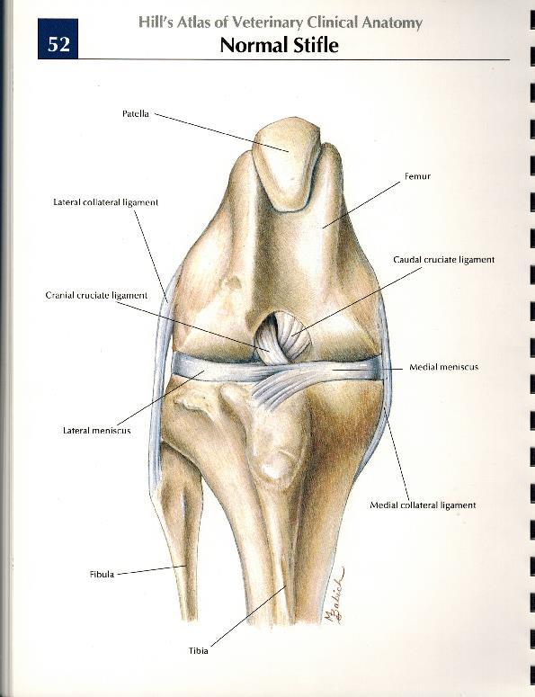 The Cranial Cruciate Ligament Cruciate Ligament Disease The cranial cruciate ligament (CrCL, aka anterior cruciate ligament or ACL) is one of several structures in the stifle (equivalent to our knee)