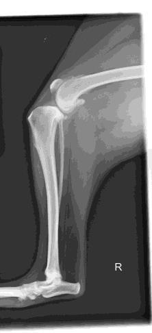 degenerates and arthritis develops. Approximately 50-60% of dogs with cruciate disease have a damaged or torn meniscus at the time of surgery. Meniscal injuries are dealt with at the time of surgery.