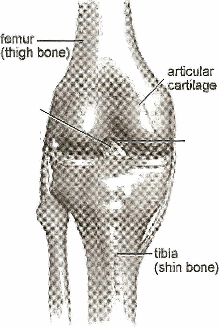 ANTERIOR CRUCIATE LIGAMENT INFORMATION PACKET Anterior Cruciate Ligament (ACL) Posterior