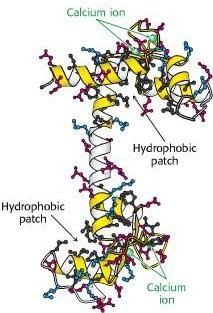 domains) Calcium-Calmodulin Complex can Bind to a large Number of