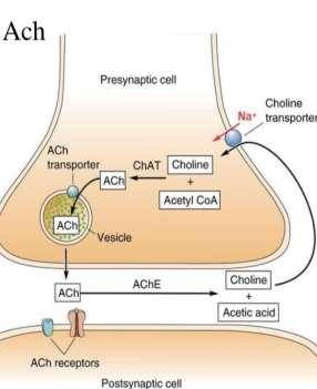 1-Acetylcholine Life Cycle: Some Important Transmitters 1) Acetylcholine is synthesized according to the equation by choline acetyltransferase (ChAT): Choline + acetyl CoA ACh + CoA 2) ACh is