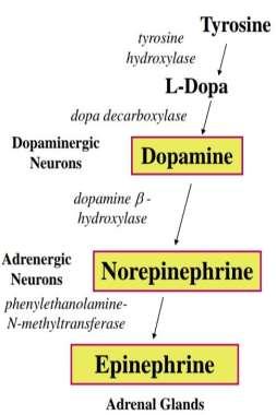 Dopamine as NT: It is used in some Brain Neurons that are active during: Emotional responses Addictive behaviours Pleasurable experiences.