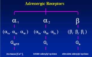 Androgenic Receptors Integral proteins are activated by norepinephrine (as NT or hormone) and Epinephrine (as a hormone). Alpha 1 Receptor A. Stimulated by: NE, E.
