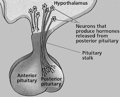 HPA AXIS