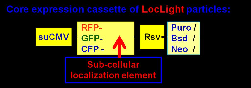 GFP LocLight control, RFP LocLight control, CFP LocLight control, Fluorescent marker fused with a non targeting sequence (Null), serves as a control with fluorescent signal evenly distributed in