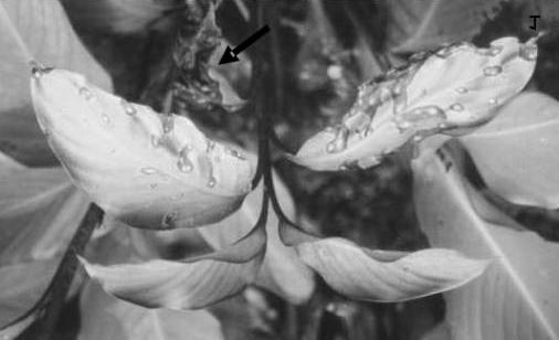 Fig. 1. Canna denudata with eye-spot lesions caused by Cordana versicolor. Note the complete necrosis of older leaf (arrowed). Nothofagus dombeyi (Mirb.) Oerst. in Argentina (Gamundí et al., 1979).