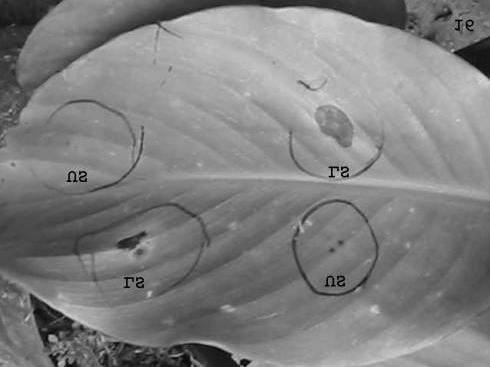 Fig. 16. Eye spot lesions produced on adaxial surface of Canna denudata leaf after inoculation with Cordana versicolor. Inoculation made on upper survace (US) and lower surface (LS). Table 1.