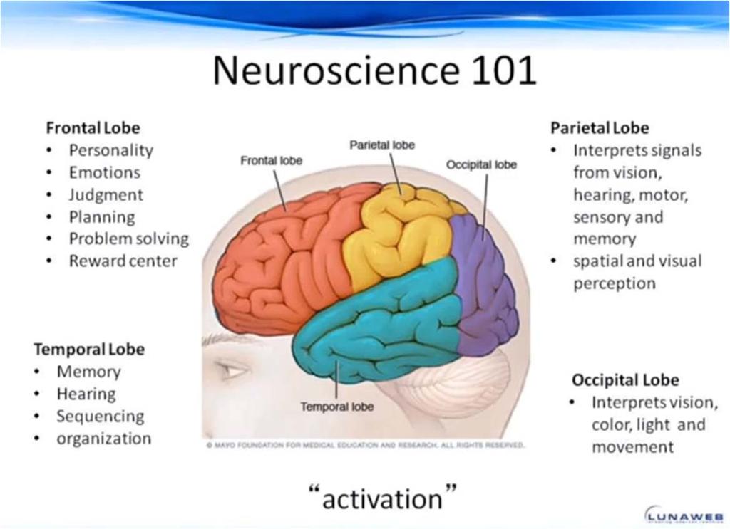 Neural Research Methods Neuromarketing - Study of how the brain responds to marketing stimuli,