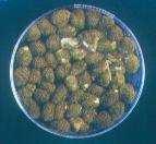 Groundnutbreedinglinesresistant to aflatoxin contamination Genotype Aflatoxin (ppb)