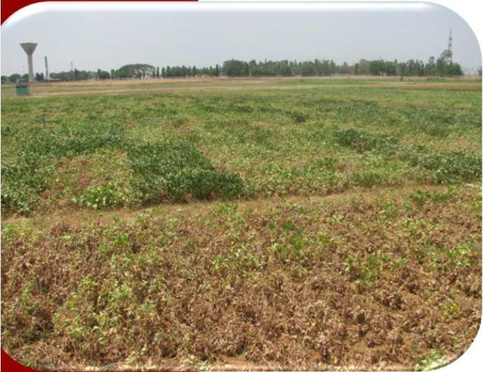 Aflatoxin contamination in groundnut Causes Moisture and heat stress during pod development, damage to the pods by insect pests