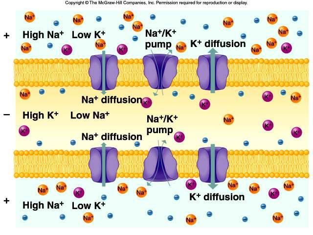 Potassium ions pass through the membrane readily than do sodium