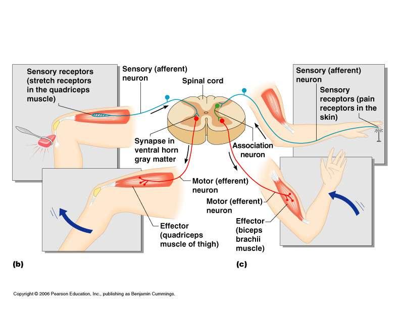 Nerve Pathways Reflex arc Reflex