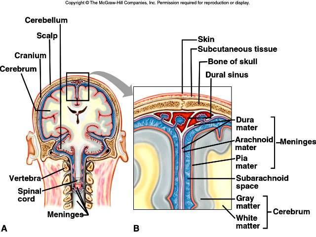 Meninges The spinal cord and brain are surrounded by membranes called meninges that lie