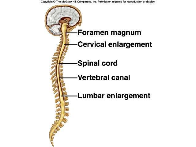 Spinal Cord 31 segments, each gives rise to a pair of spinal nerves Cervical enlargement = nerves leading to the upper limbs Lumbar