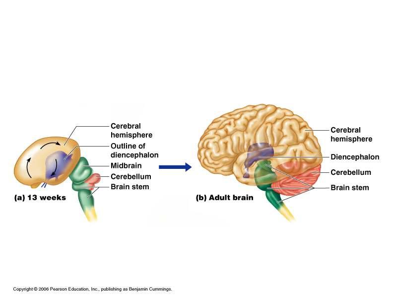 Brain Largest, most complex portion of the nervous system