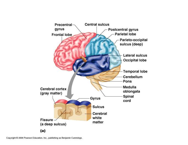 sensory input) Cerebellum (coordinates muscular activity)