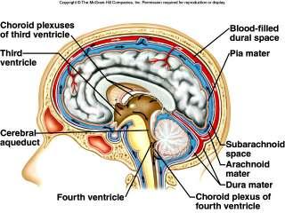 Ventricles and