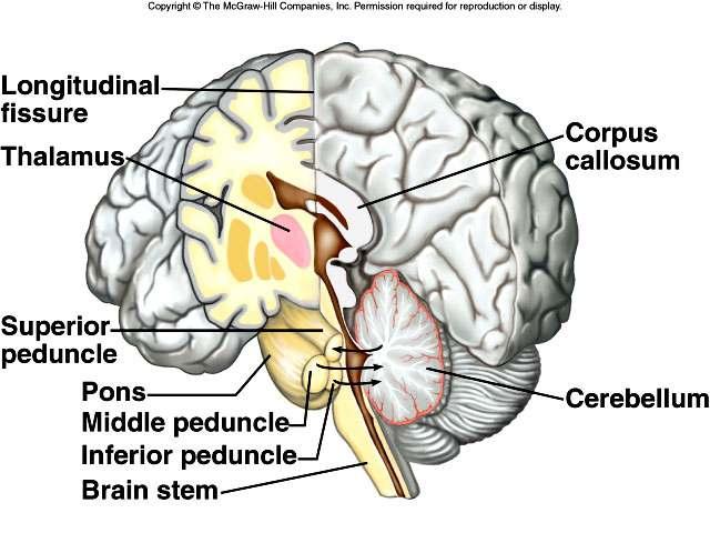 Cerebellum 2 hemispheres Integrate sensory information about the